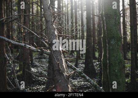 peaceful scenery in forest in early spring time, morning sun shining over fallen trunk Stock Photo