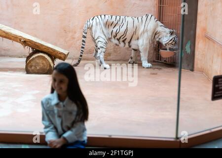 Little Girl Watching Through the Glass at White Lion in Zoo. Activity Learning for Kid. Stock Photo