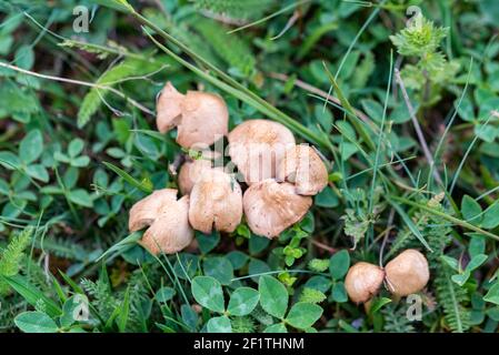 Marasmius oreades, Scotch bonnet, also known as fairy ring mushroom or fairy ring champignon in dense thickets of wild clover. Selective focus Stock Photo