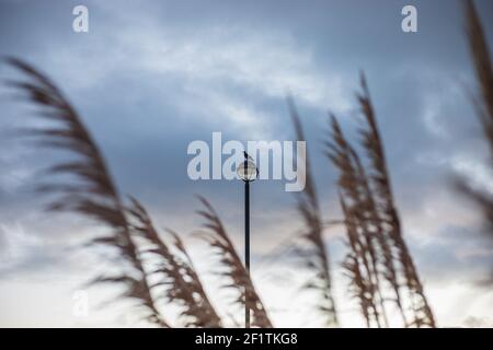 Dark blue, cloudy, dramatic sky at windy evening with brown grass stem in the foreground and lonely bird sitting on the lamp in the background Stock Photo