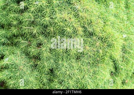 Kochia, Bassia scoparia. Also called cypress burning bush, summer cypress. Fresh green plant. Stock Photo