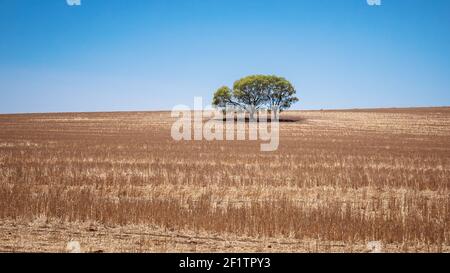 Eucalyptus tree in an Australian landscape scenery Stock Photo