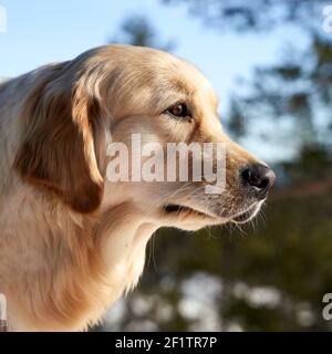 Russian tracker clearance dog