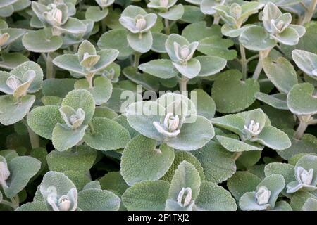 Ballota pseudodictamnus False dittany – silver-green woolly leaves March, England, UK Stock Photo
