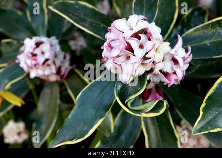 Daphne odora ‘Aureomarginata’ gold-edged winter daphne – highly scented flowers with gold-edged leaves,  March, England, UK Stock Photo