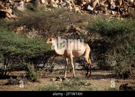 Dromedary camels roam desert hills near Bishah, Kingdom of Saudi Arabia Stock Photo