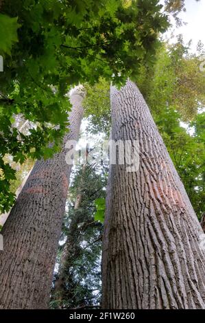 Black cottonwood (Populus trichocarpa) trunks, Sidney Spit, Gulf Islands National Park Reserve of Canada Stock Photo