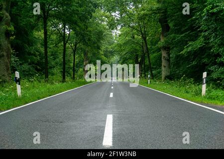 An empty blacktop two-lane road in deep lush green forest with copy space