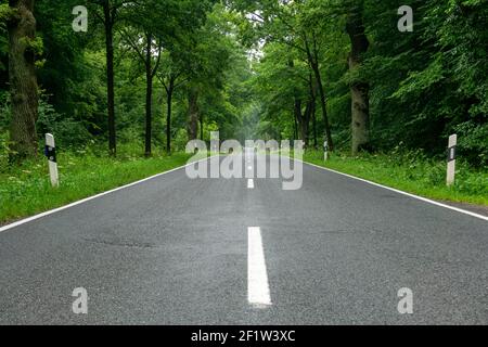 An empty blacktop two-lane road in deep lush green forest with copy space