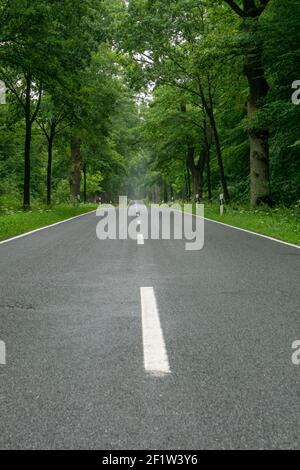An empty blacktop two-lane road in deep lush green forest with copy space