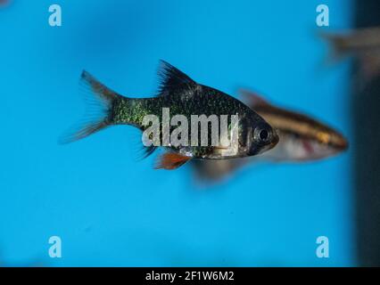 Fish barbus tetrazona (green) in freshwater aquarium Stock Photo