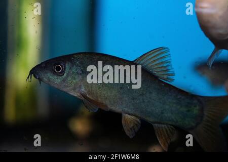 Blue Botia (Yasuhikotakia modesta) in freshwater aquarium Stock Photo