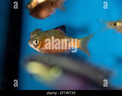 Rosy Barb Pethia conchonius in freshwater tropical aquarium Stock Photo