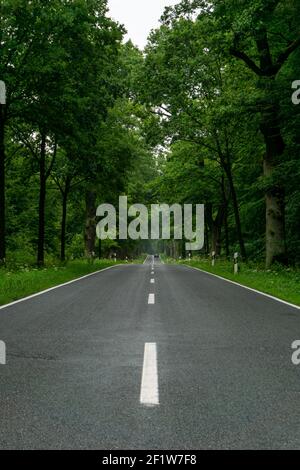 Empty blacktop two-lane road in deep lush green forest with copy space