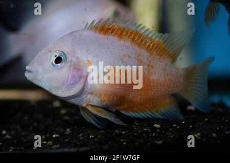 Red parrot aquarium fish in freshwater aquarium Stock Photo