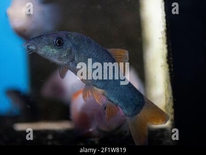 Blue Botia (Yasuhikotakia modesta) in freshwater aquarium Stock Photo