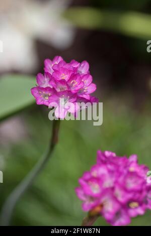 macro shot, selective depth of field, pink flower,  ameria Pink (Armeria maritima), cultivated flower garden Pointe Claire, Qc Stock Photo