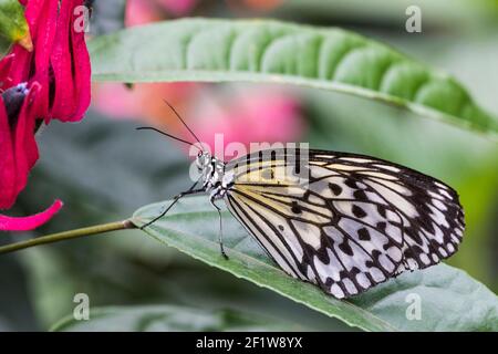 butterfly known as:  paper kite, rice paper or large tree nymph(Idea leuconoe)  on a leaf, Botanical Gardens of Montreal, Quebec, Canada, , Stock Photo