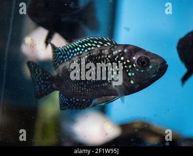 Jack Dempsey (Rocio octofasciata) cichlid fish in the aquarium Stock Photo