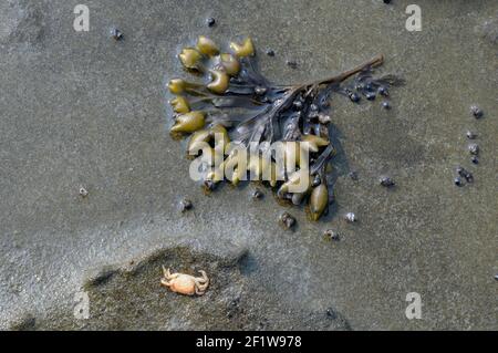 Close up of Bladderwrack (Fucus gardneri) seaweed on sandstone with dead crab, Portland Island, British Columbia, Canada Stock Photo