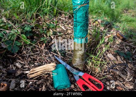 A grease band being applied to the trunk of an apple tree using scissors and twine in order to control pests. Stock Photo