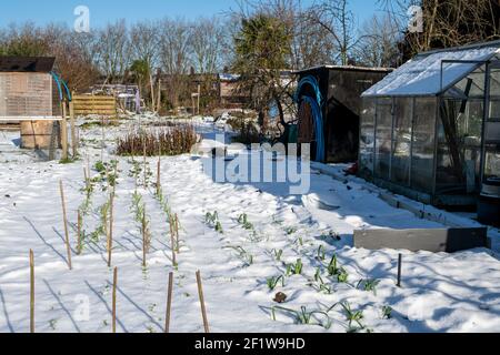 Rows of overwintering onions and broad beans on an allotment covered in snow, with greenhouse and sheds. London UK. Stock Photo