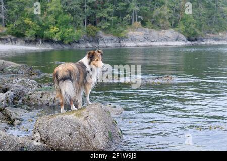 Sheltie on the rocks at Arbutus Point, Portland Island, British Columbia, Canada Stock Photo