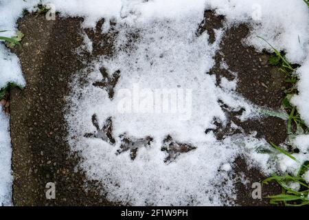 Bird footprints probably from a pigeon, going in a circle, in snow. Stock Photo