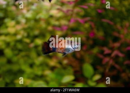 Platy fish (Xiphophorus maculatus) swimming in freshwater aquarium Stock Photo