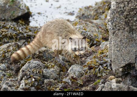 Raccoon (Procyon lotor) walking on rocks by the ocean, Portland Island, British Columbia, Canada Stock Photo
