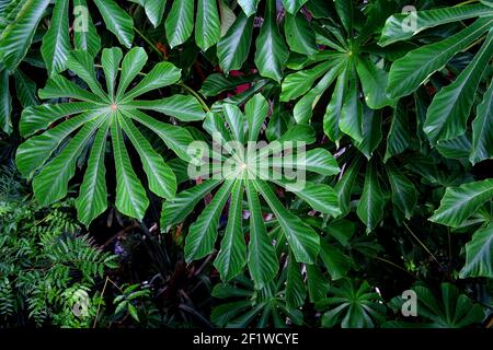 Close-up image of large green leaves of a geometric shape in a greenhouse Stock Photo