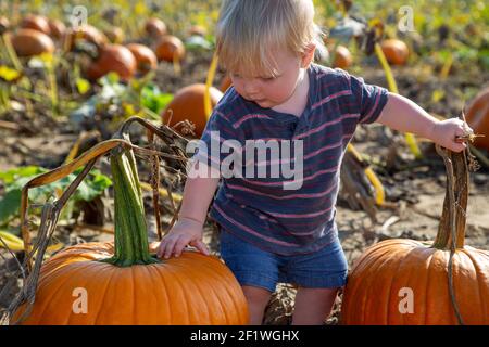 Baby boy choosing a pumpkin in the pumpkin patch Stock Photo