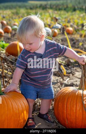 Baby boy choosing a pumpkin in the pumpkin patch Stock Photo