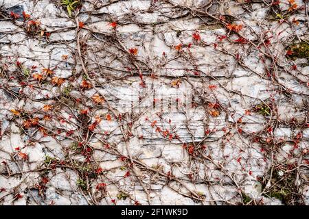 Dry twigs with small red leaves on a gray stone texture. The little red leaves of the maiden grape bloom in spring. Stock Photo
