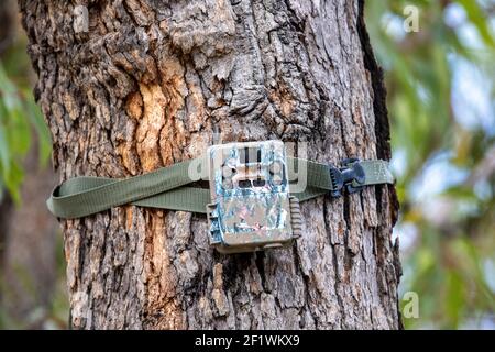 Tree Mounted Surveillance Camera Stock Photo - Alamy