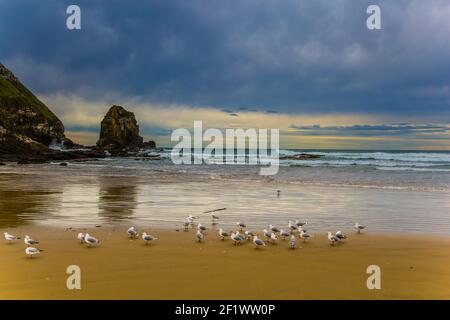 A flock of cormorants on a rock at the beach of Rügen island in the