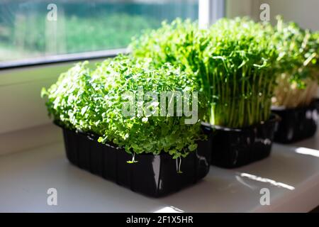 Indoor microgreens on the kitchen windowsill in the morning Stock Photo