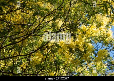 Close up of stunning yellow mimosa blossom, photographed in Regent's Park, London UK in spring. Stock Photo