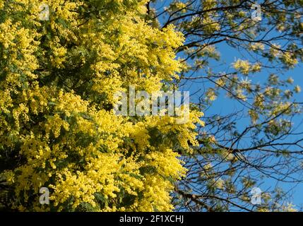 Close up of stunning yellow mimosa blossom, photographed in Regent's Park, London UK in spring. Stock Photo