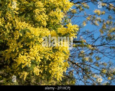 Close up of stunning yellow mimosa blossom, photographed in Regent's Park, London UK in spring. Stock Photo