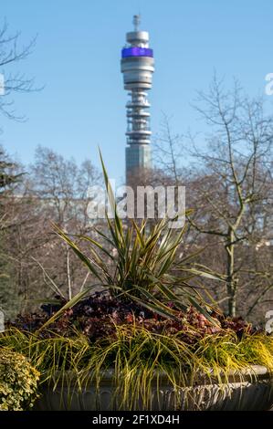 The iconic BT Tower owned by the BT Group out of focus in the distance, photographed through foliage from Regent's Park in central London. Stock Photo