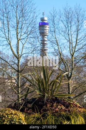 The iconic BT Tower owned by the BT Group out of focus in the distance, photographed through foliage from Regent's Park in central London. Stock Photo