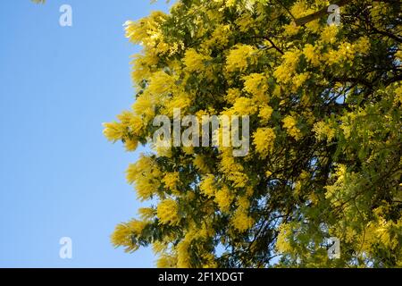 Tall tree with stunning yellow mimosa blossom, photographed in Regent's Park, London UK in spring. Stock Photo