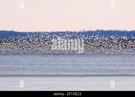 Very large flock of snow geese lifting off Stock Photo