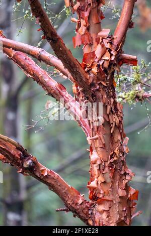 Issaquah, Washington, USA.  Paperbark Maple (Acer griseum) with peeling red bark on a foggy day. Stock Photo