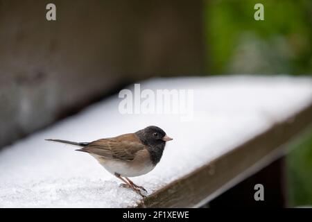 Issaquah, Washington, USA.  Male Dark-eyed Junco standing on a snow-covered bench. Stock Photo