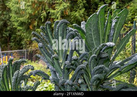 Issaquah, Washington, USA.  Dino Kale plant, also known as Dinosaur, Lacinato, Tuscan kale, Tuscan cabbage, Italian kale, cavolo nero, black kale, fla