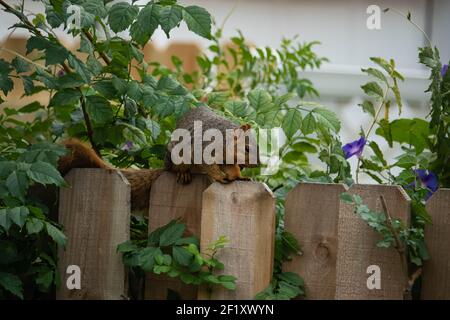 Fox Squirrel on Fence in Summer Stock Photo