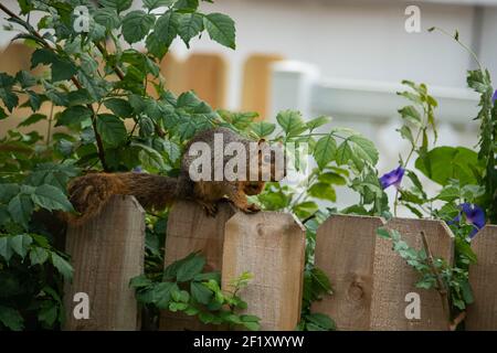 Fox Squirrel on Fence in Summer Stock Photo
