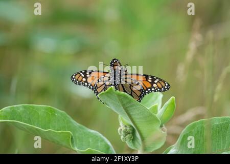 Monarch Butterflies Mating in Summer Stock Photo